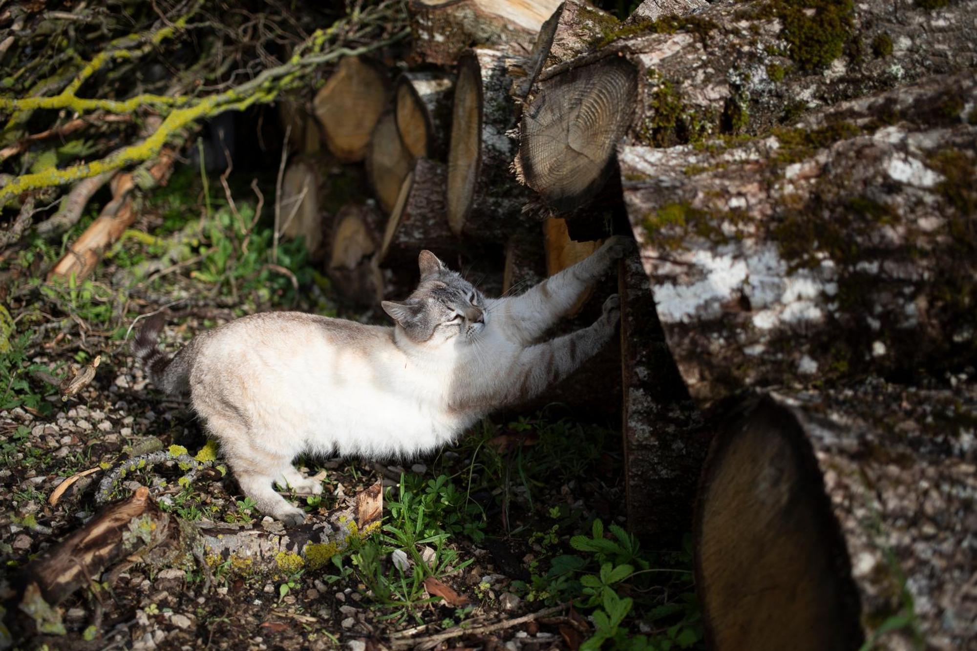 Le Chat Blanc Gîte Versols-et-Lapeyre Extérieur photo