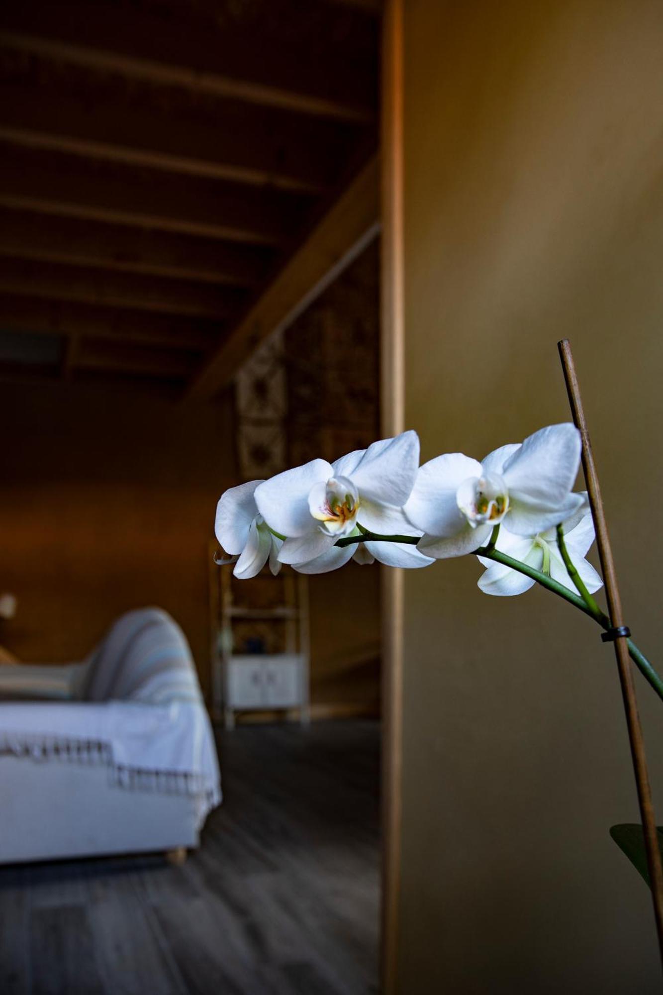 Le Chat Blanc Gîte Versols-et-Lapeyre Extérieur photo